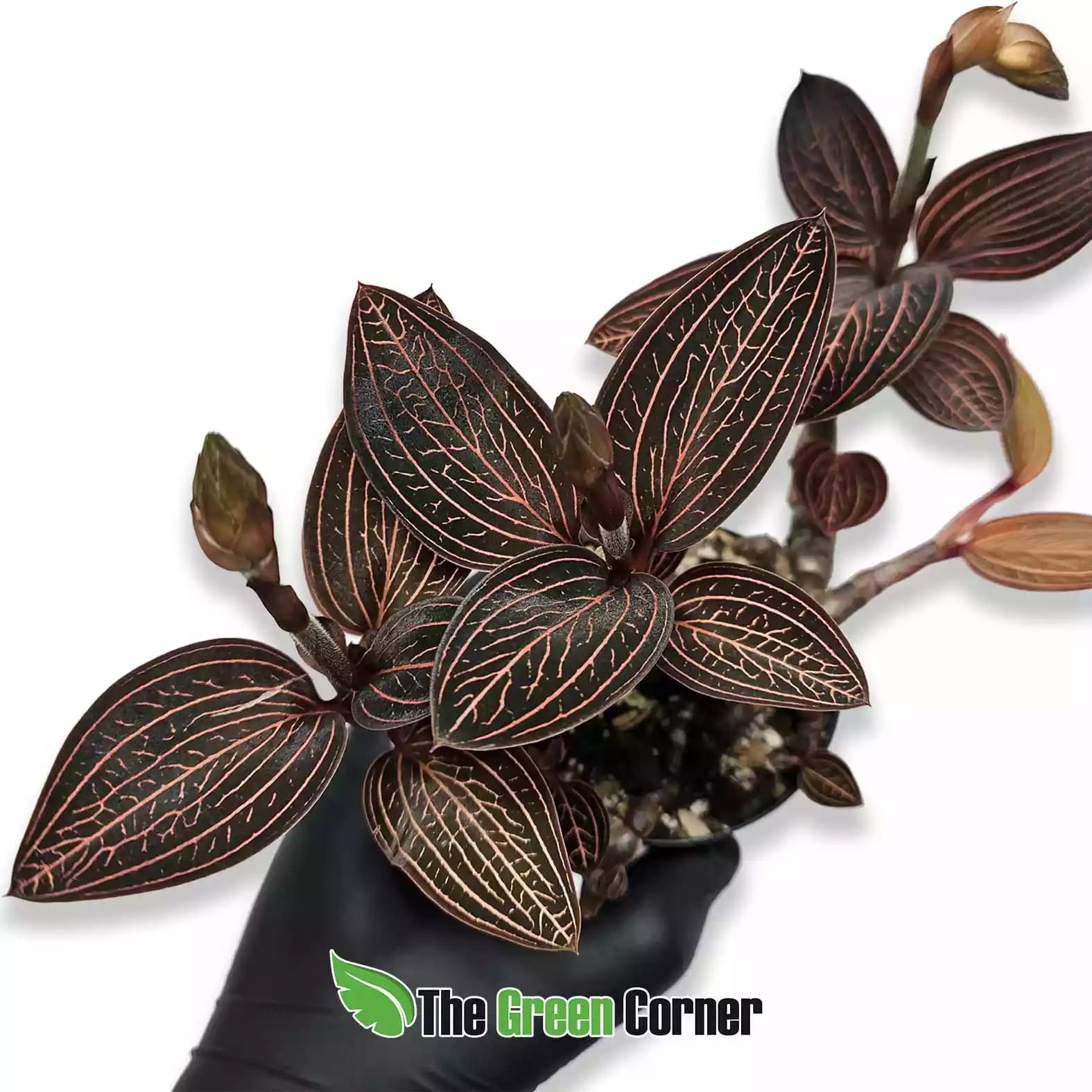 Orquideas Joya