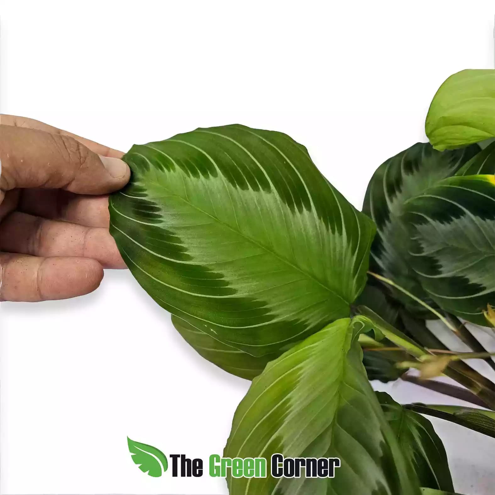 maranta-green-hoja