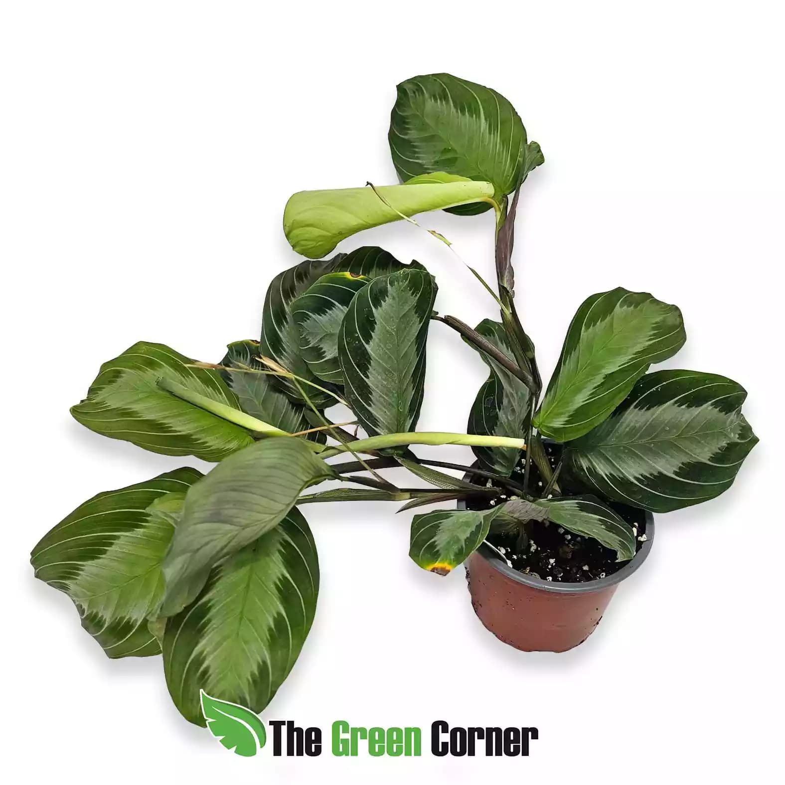 maranta-green