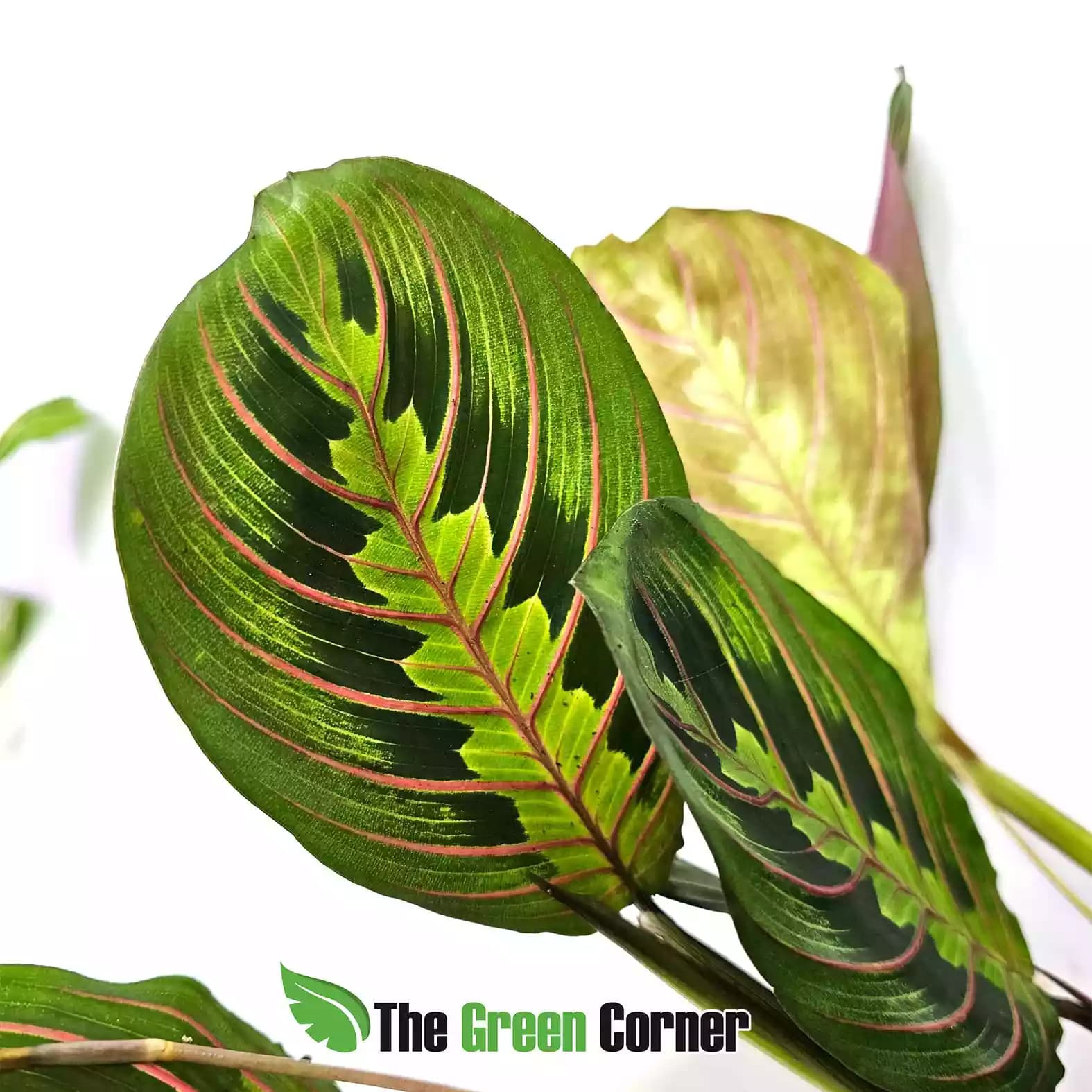 maranta-leuconera-green-pink-hoja