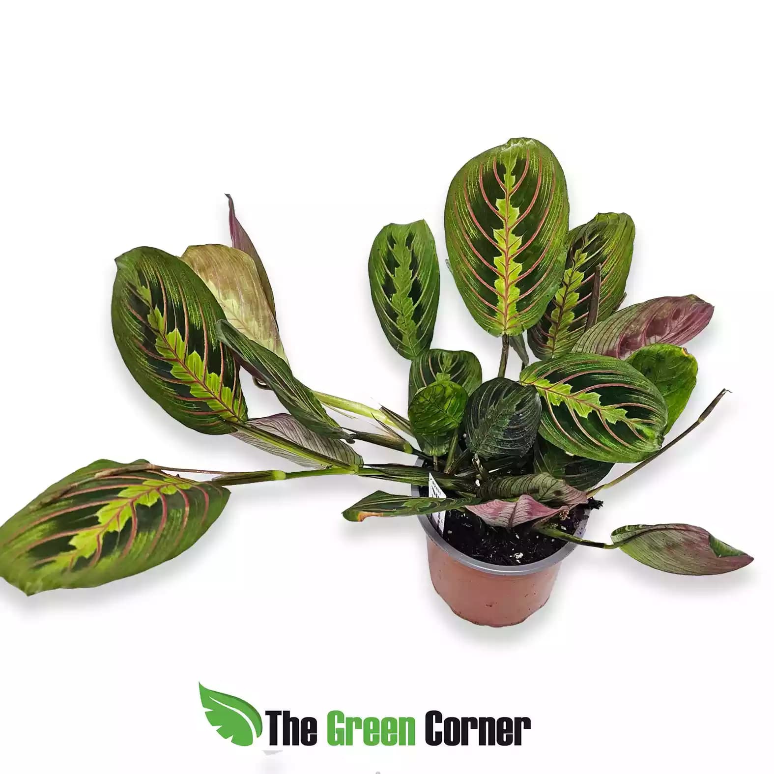 maranta-leuconera-green-pink