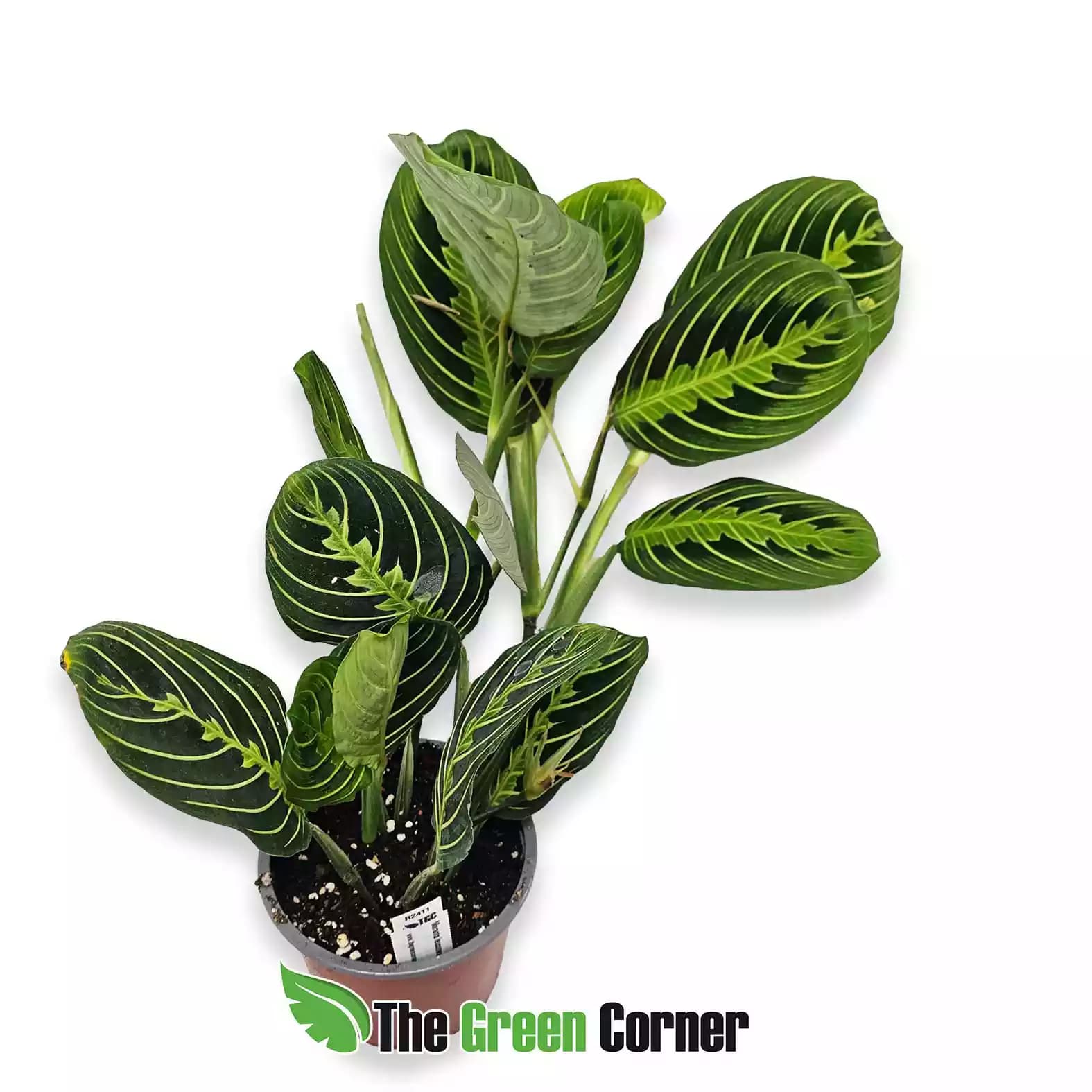 maranta-leuconeura-Green-white