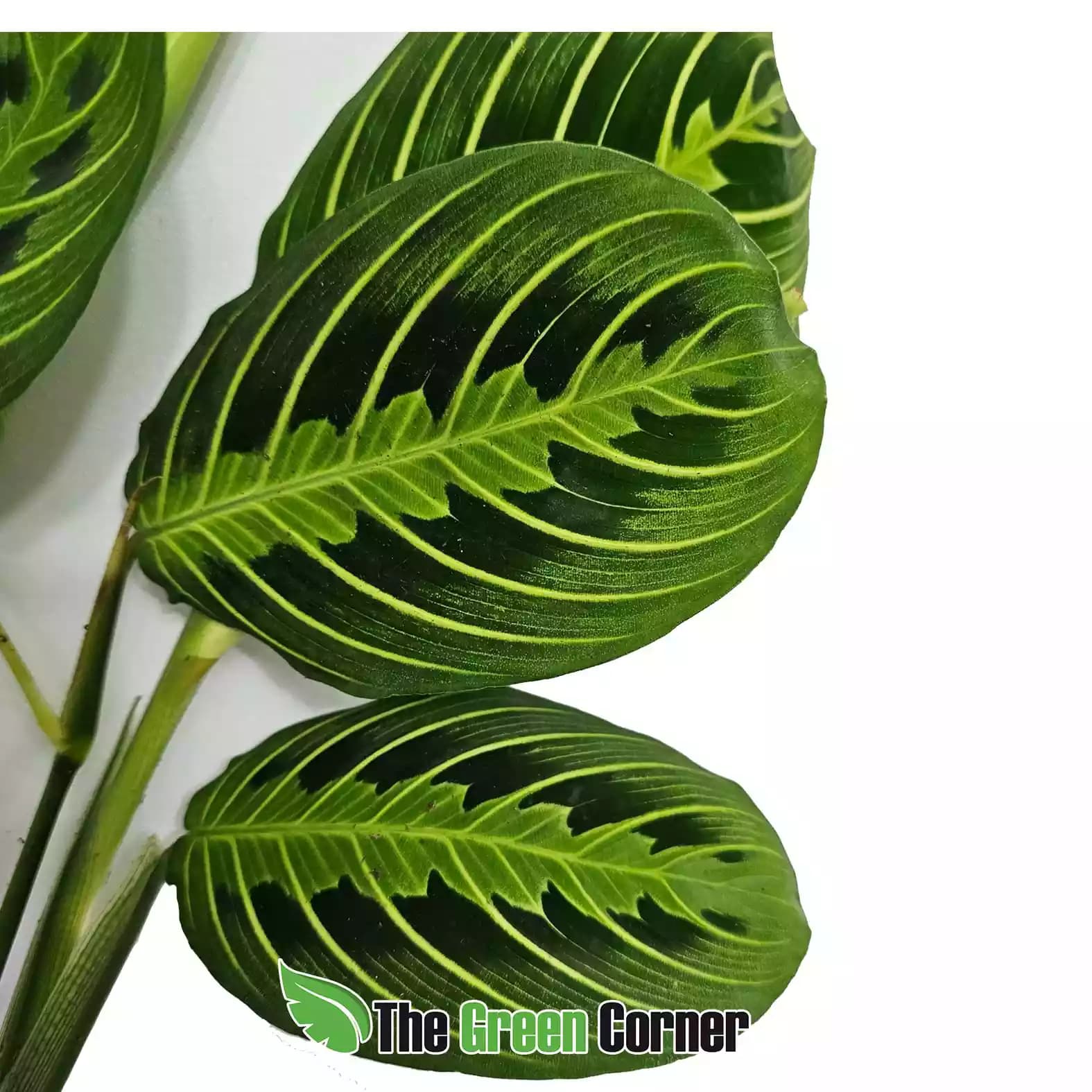 maranta-leuconeura-green-white-hoja
