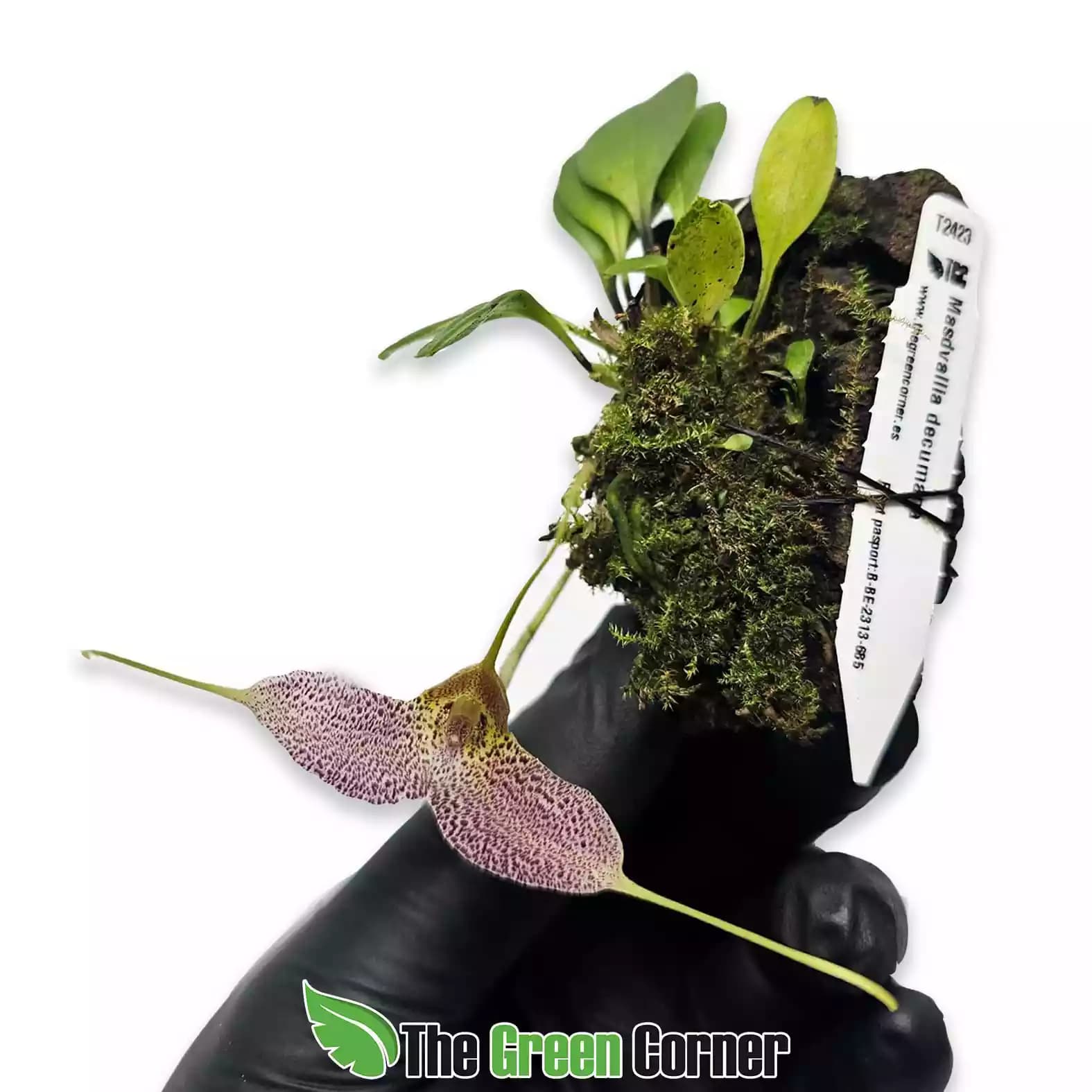 masdevallia-decumana-flor-general