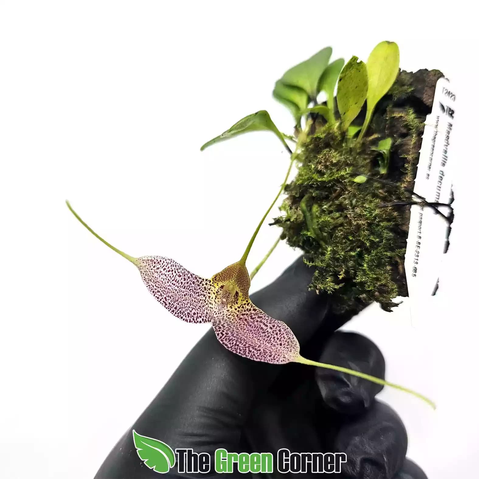 masdevallia-decumana-flor