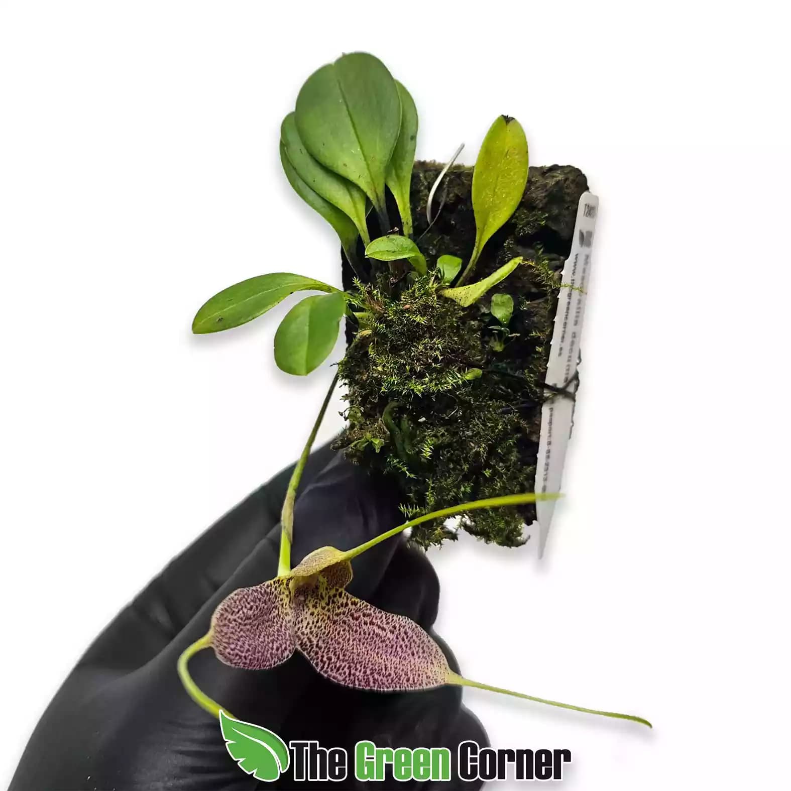masdevallia-decumana-general