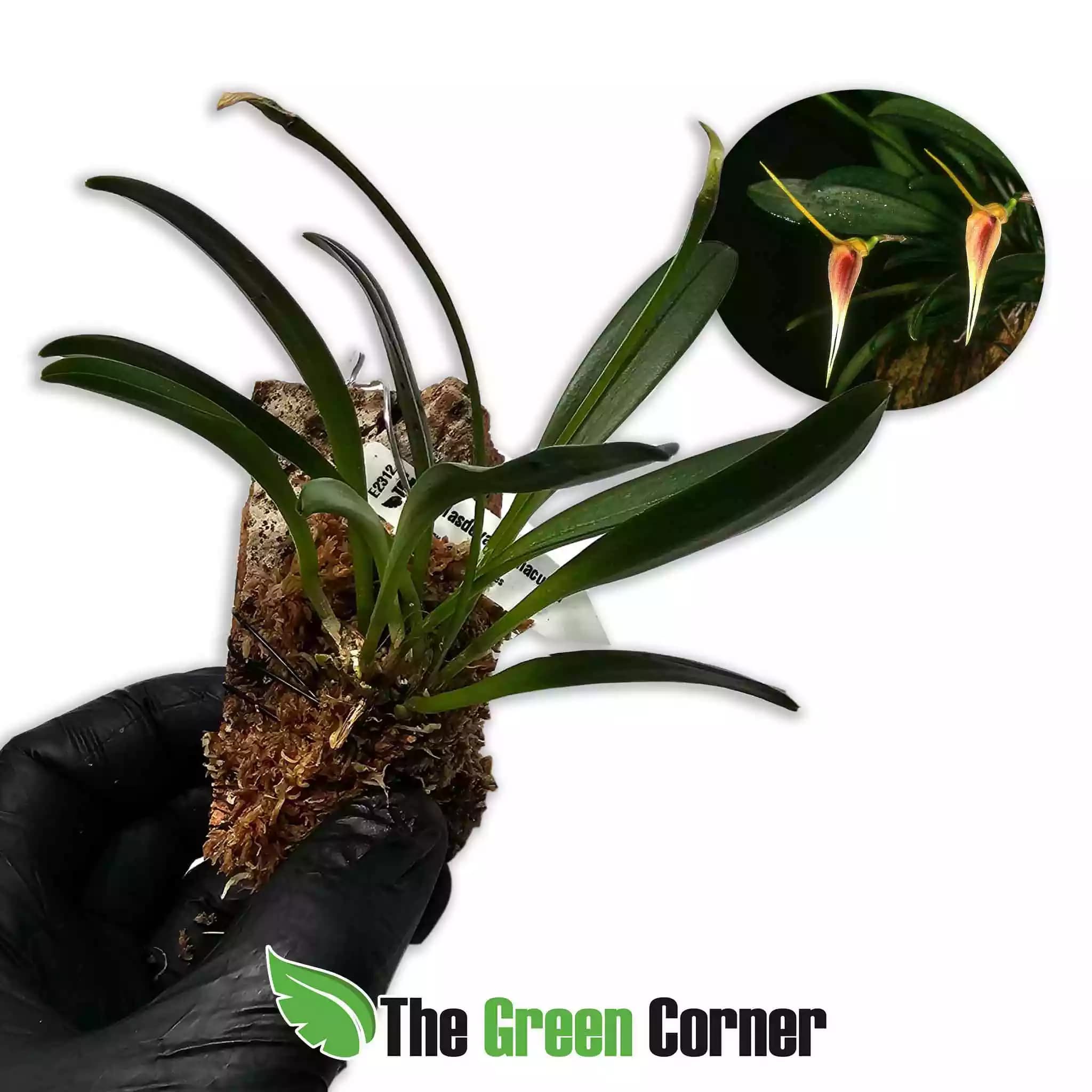 masdevallia-maculata