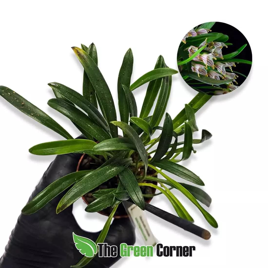 masdevallia-striatella