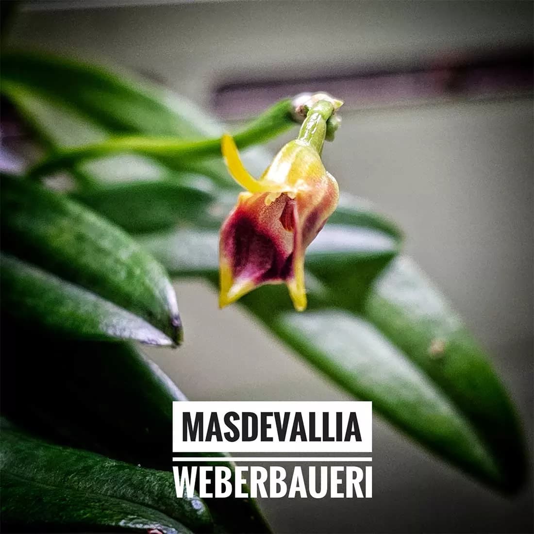 masdevallia-weberbaueri-flor