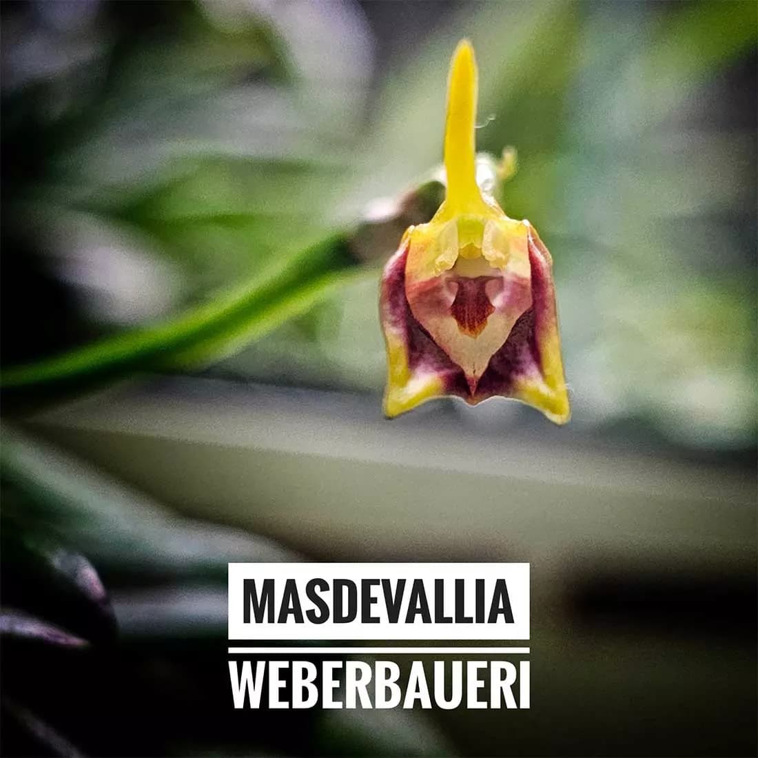 Masdevallia weberbaueri: Orquideas de ecuador 2