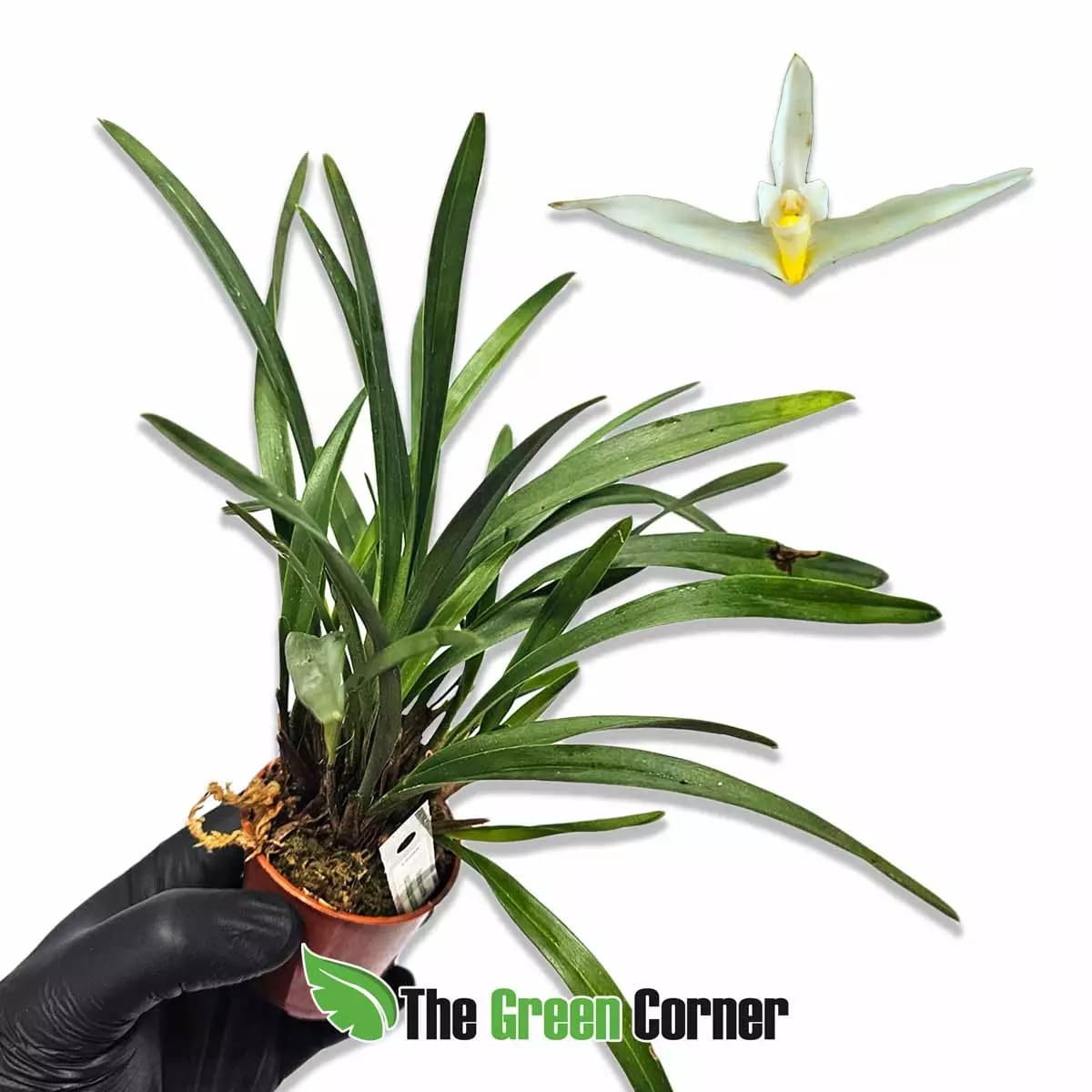 maxillaria-bolivariensis
