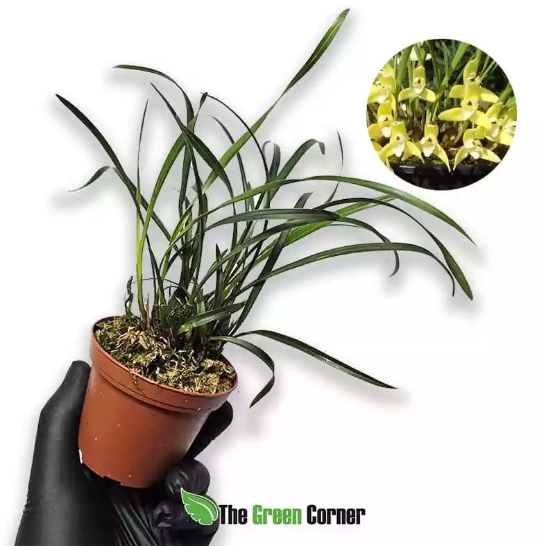 maxillaria-kautskyi