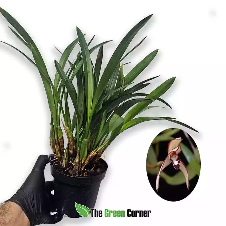 maxillaria-marginata