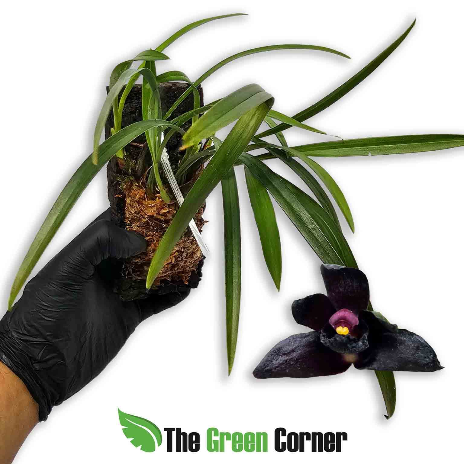 maxillaria-schunkeana