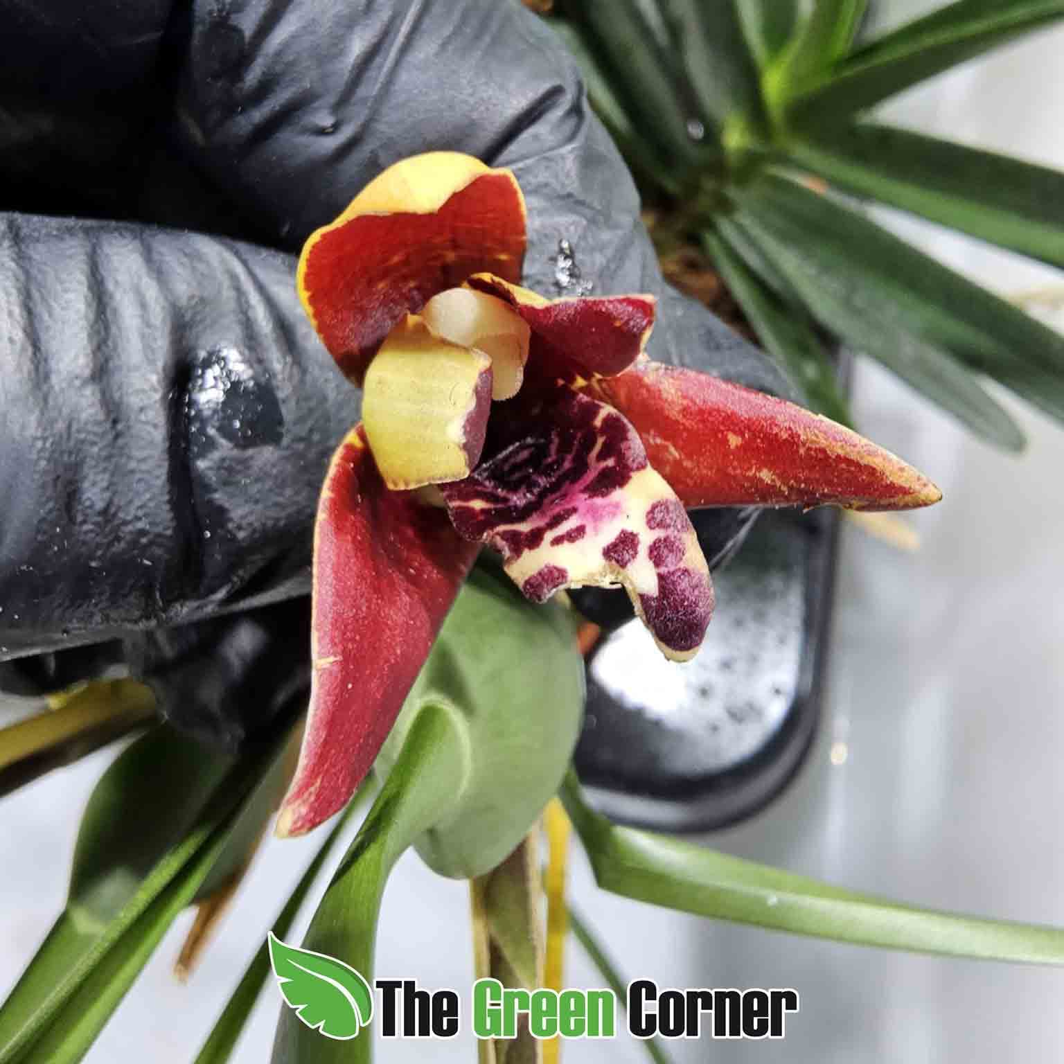 Maxillaria tenuifolia 2