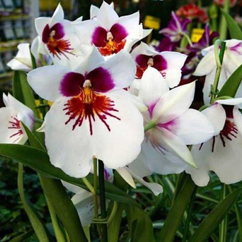 miltoniopsis-blanca