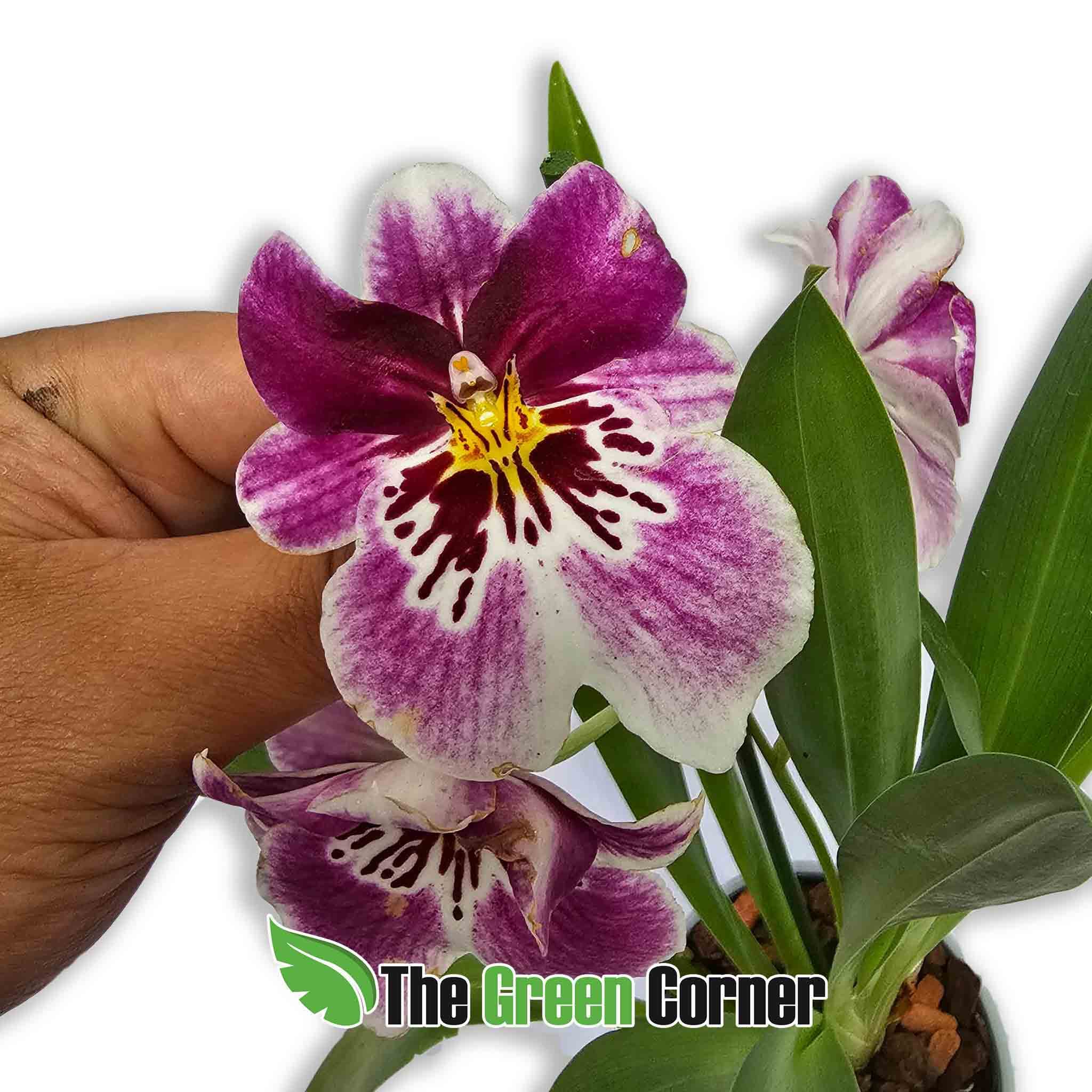miltoniopsis-rosa