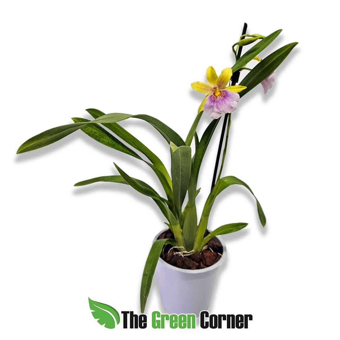 miltoniopsis-sunset-completa