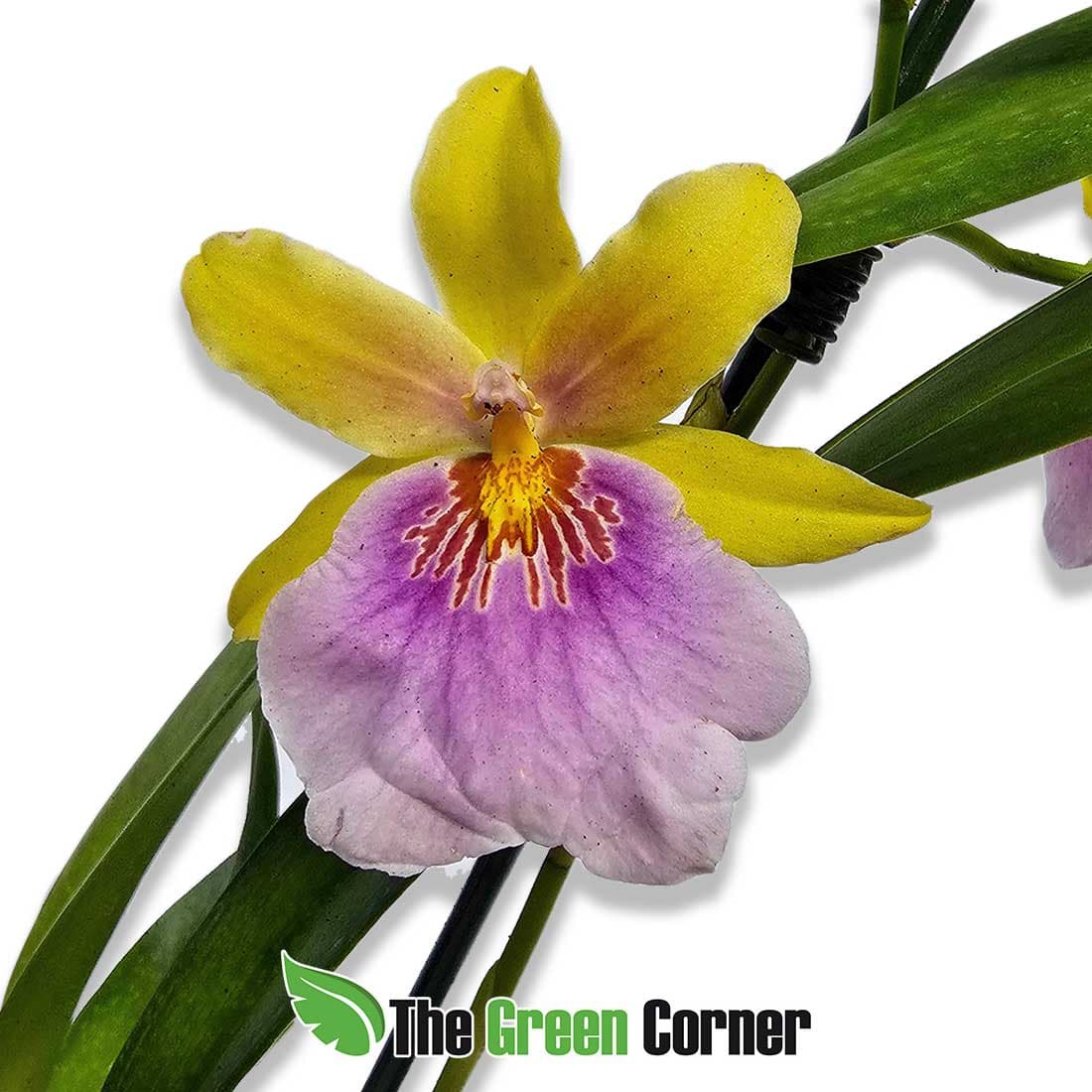 miltoniopsis-sunset