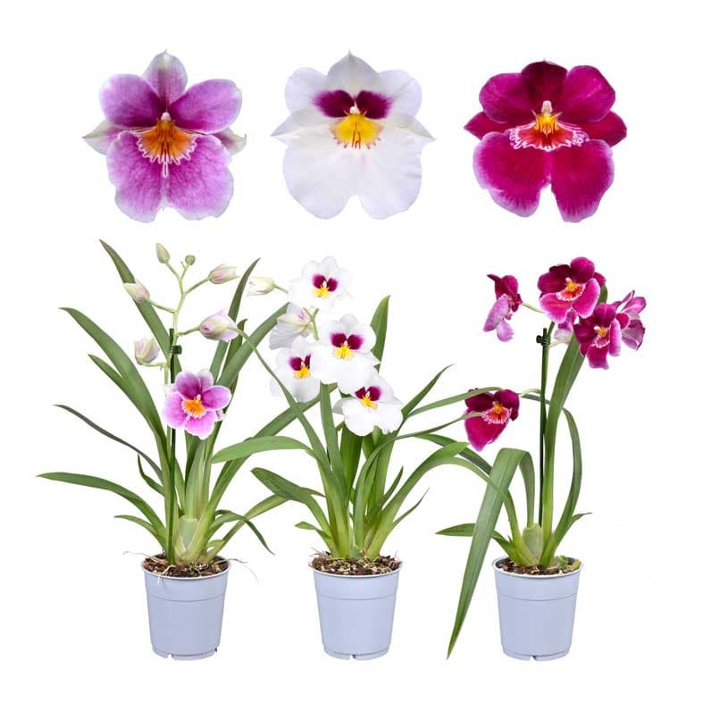 miltonioptis-outlet