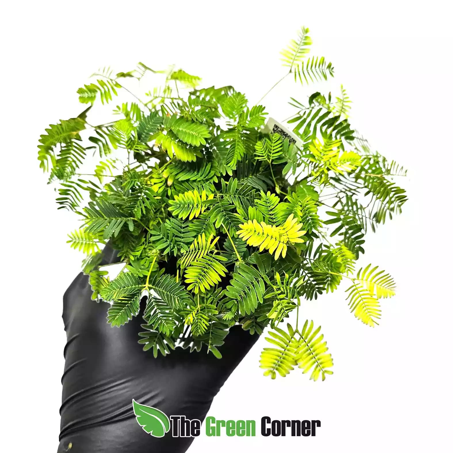 mimosa-punica