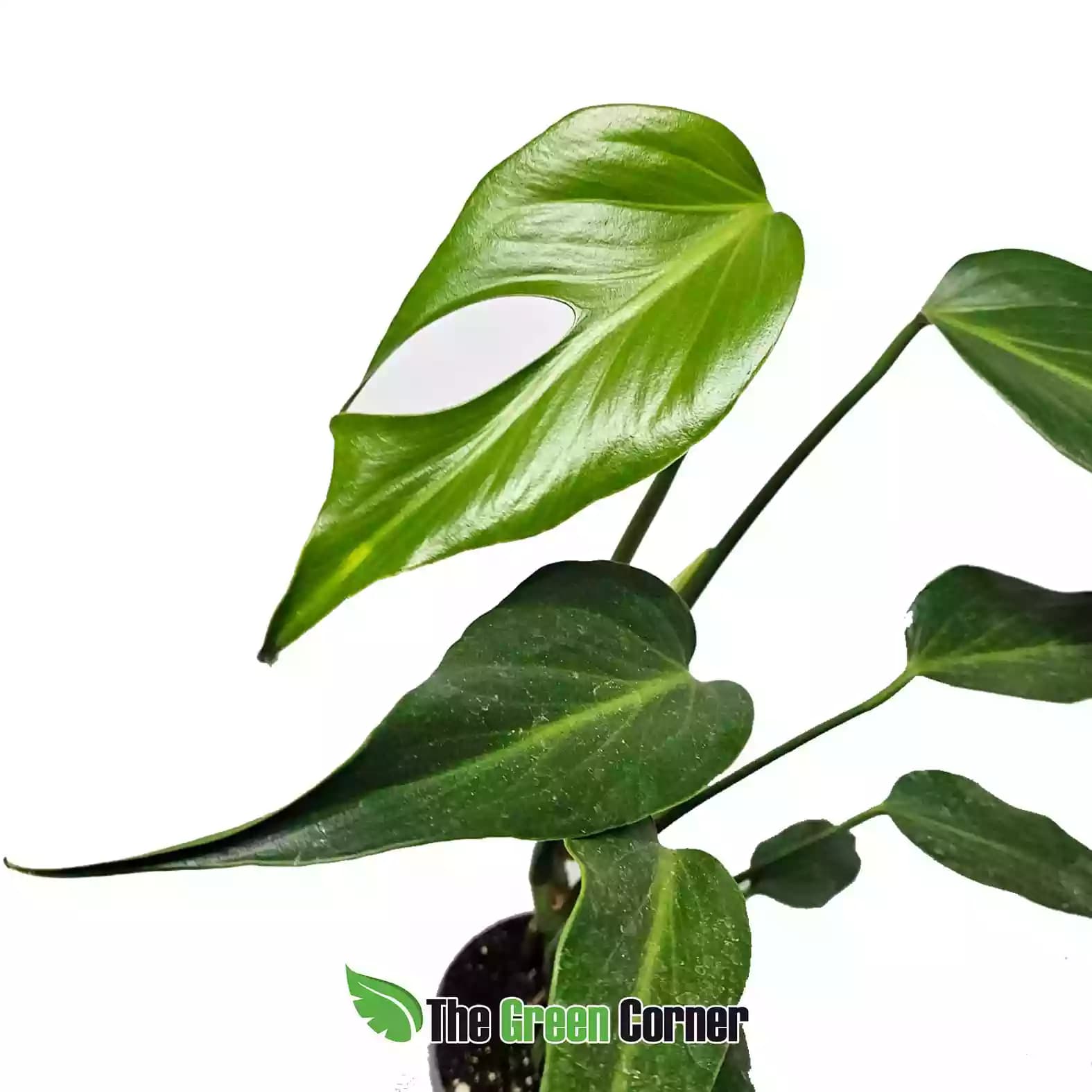 Monstera ‘Burle Marx Flame’