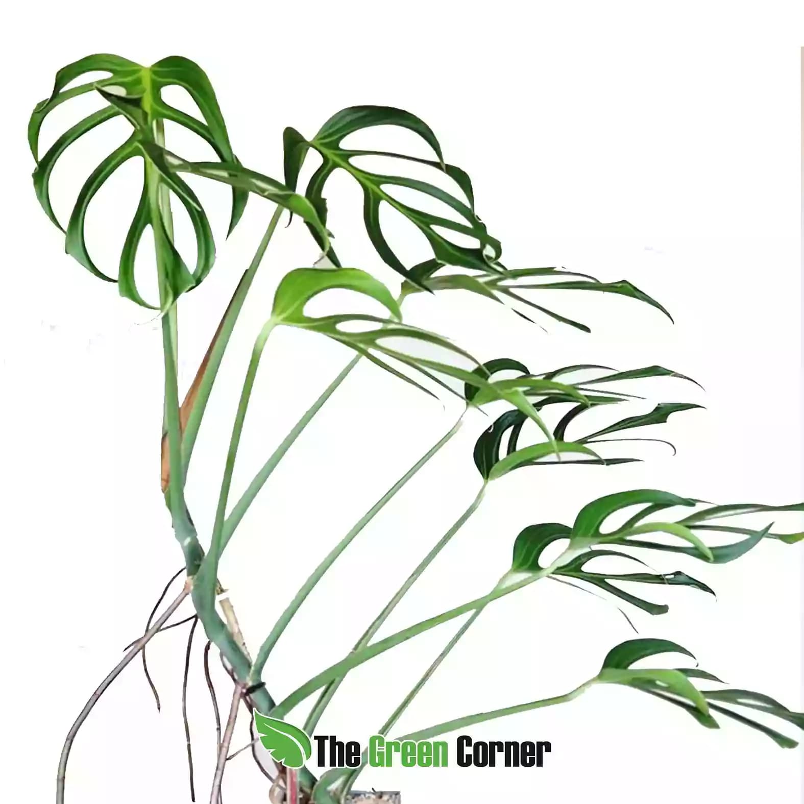 Monstera ‘Burle Marx Flame’