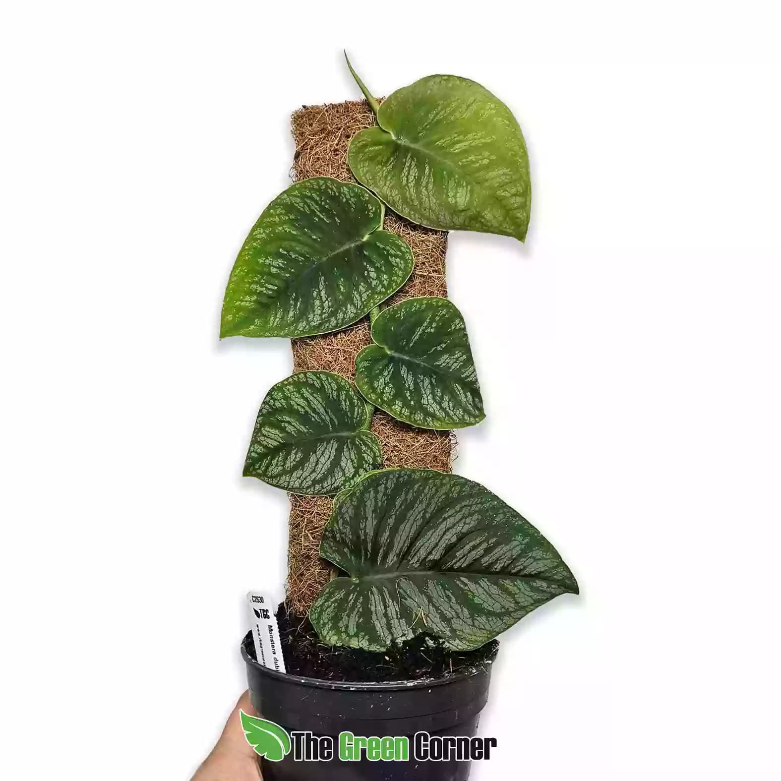 monstera-dubia