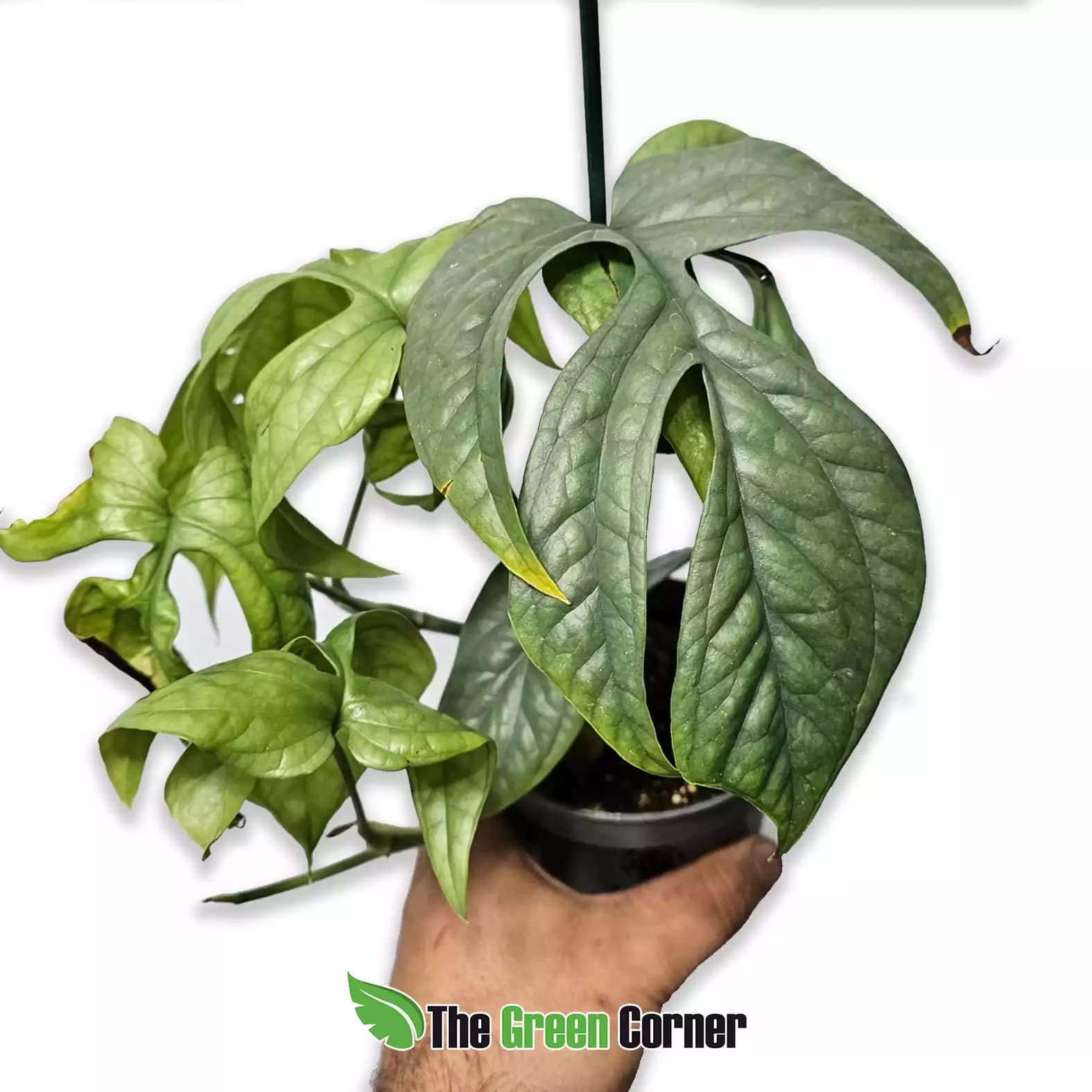 Monstera Amydrium Silver