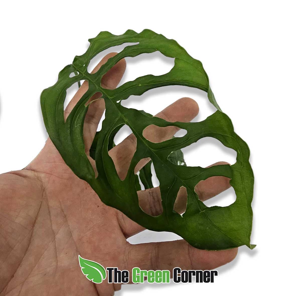 Monstera obliqua peru 2