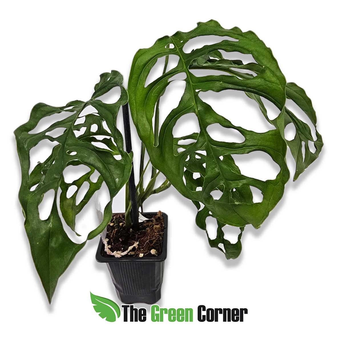 monstera-obliqua-peru