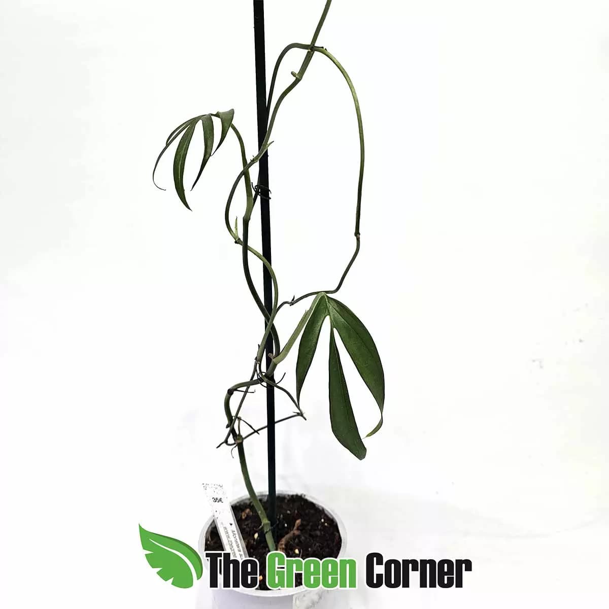 monstera-subpinnata-planta