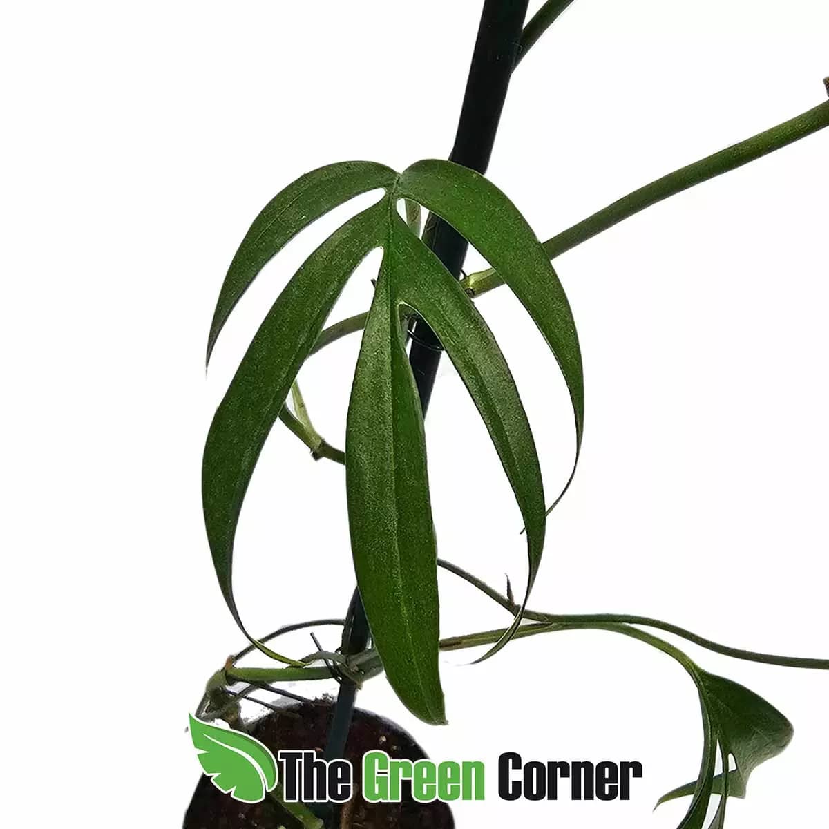 monstera-subpinnata