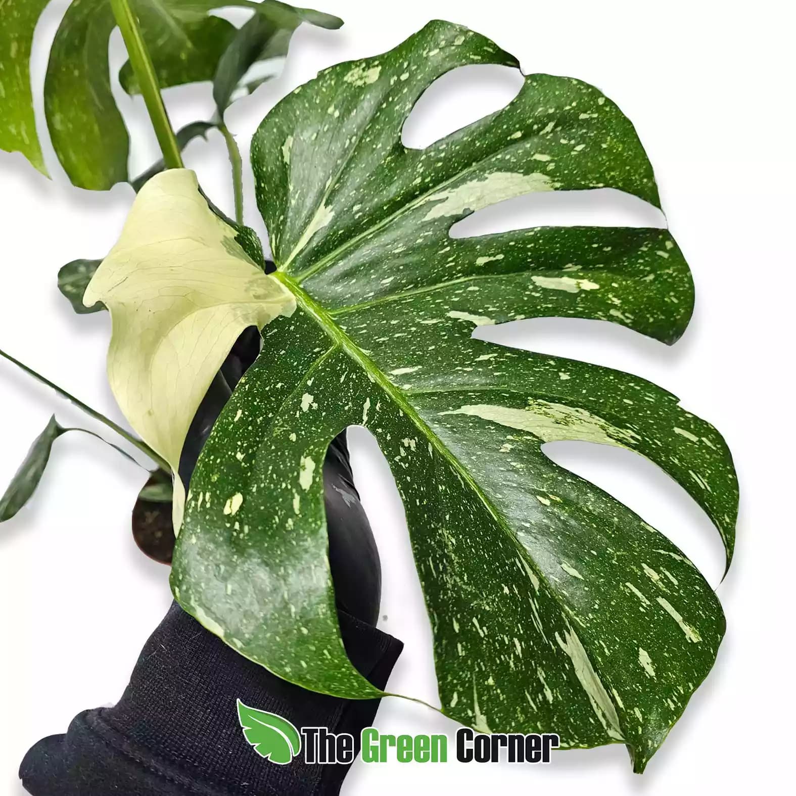 monstera-variegada-hoja