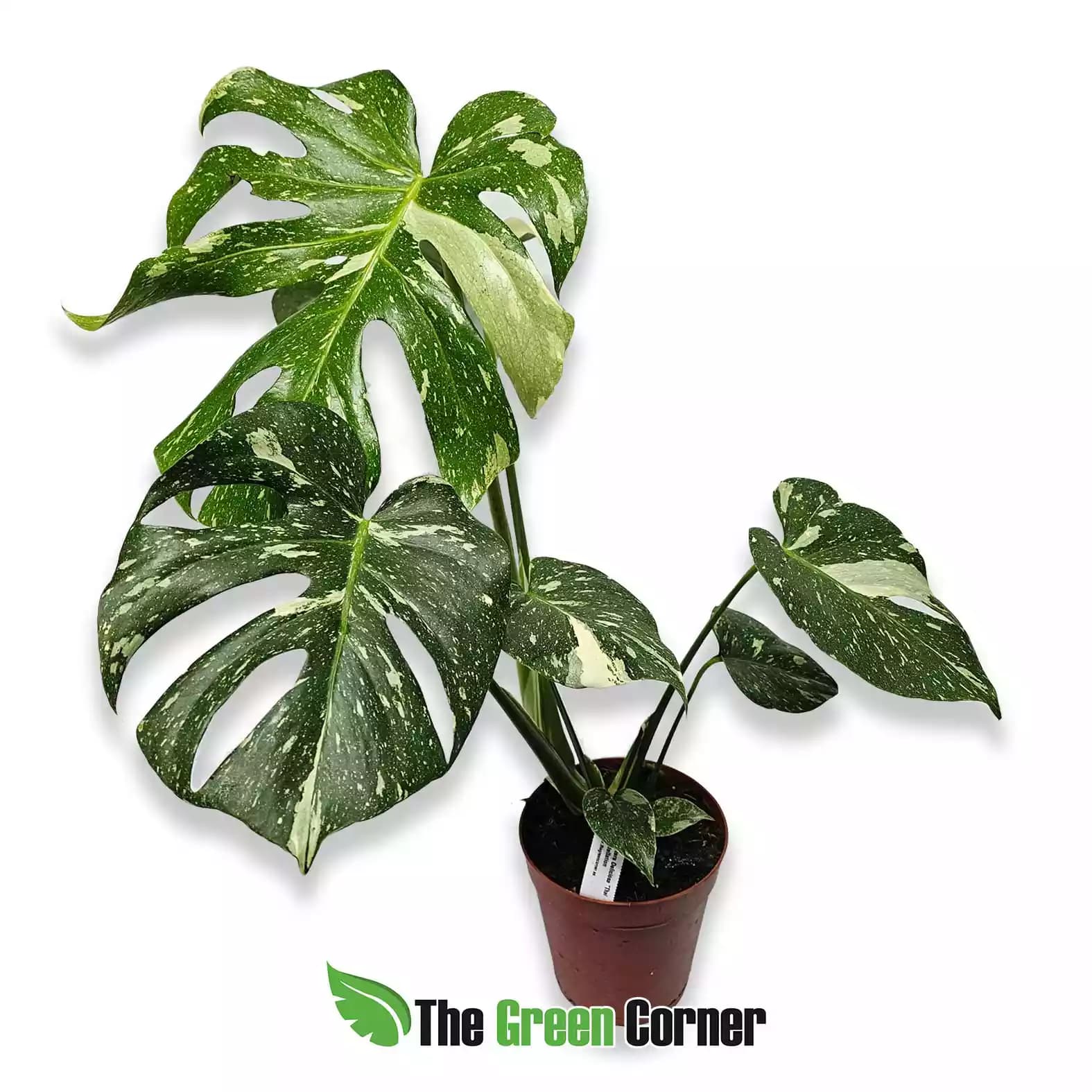 monstera-variegata-thai-constellation