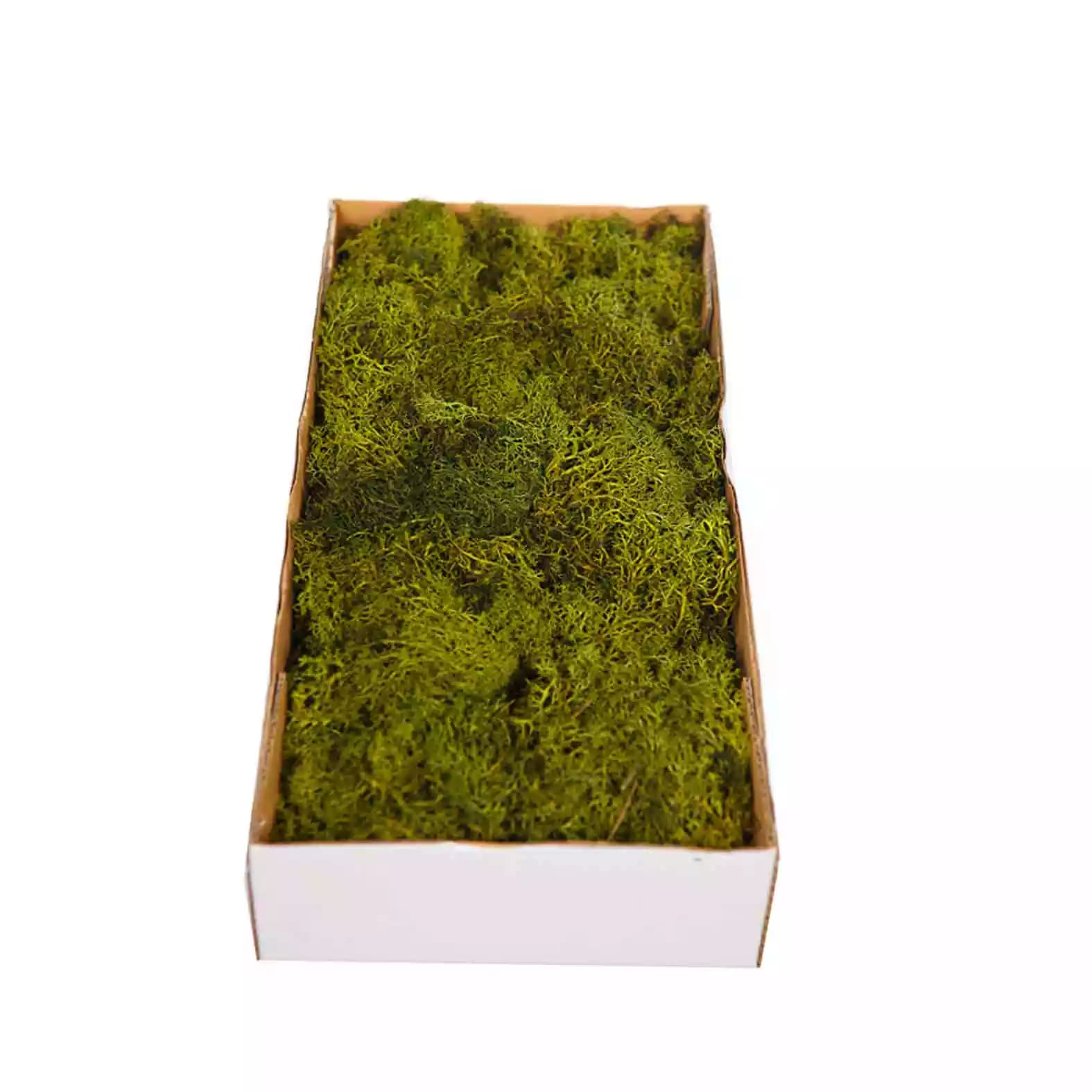 musgo-finlandes-verde-natural