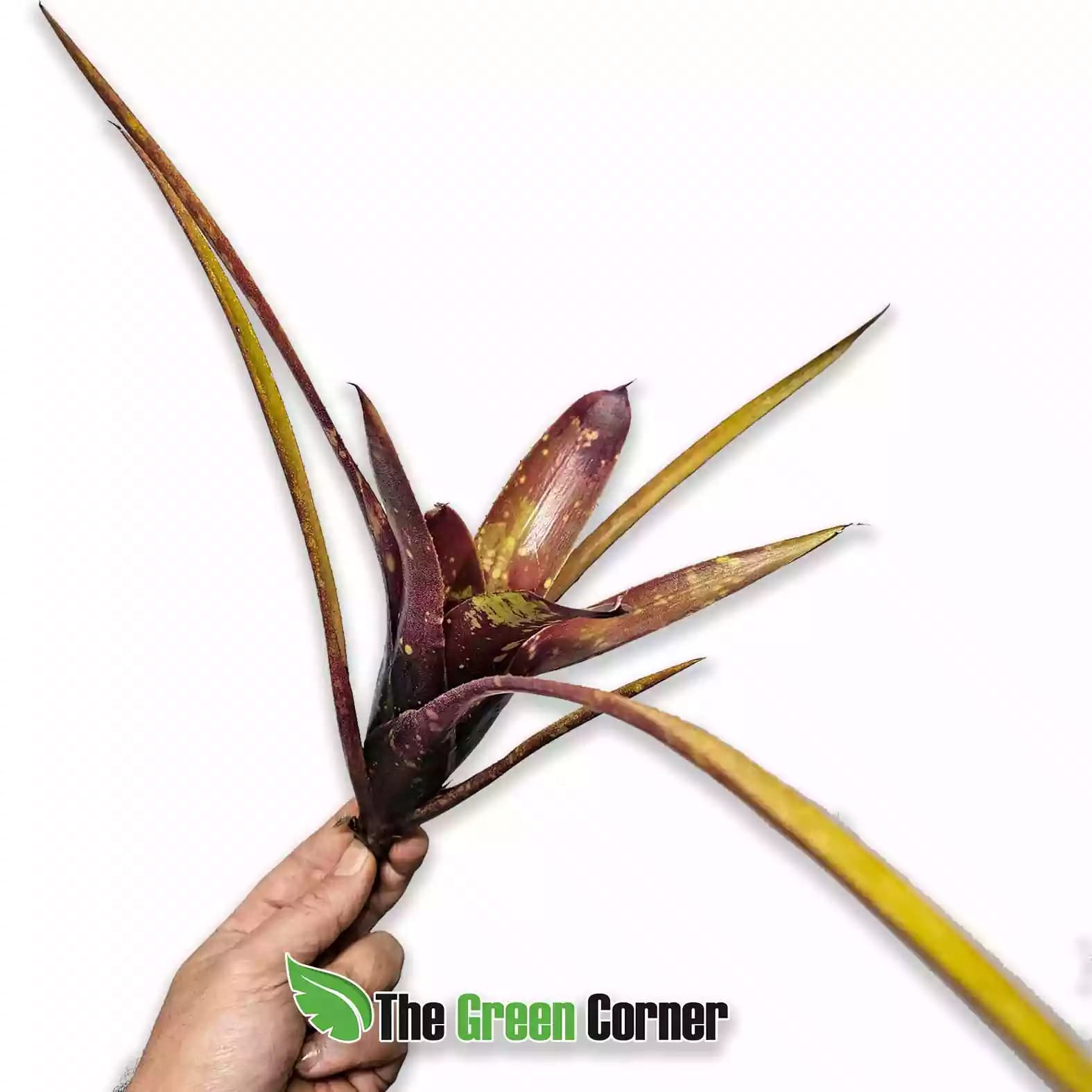 Neoregelia willsoniana x marmorata