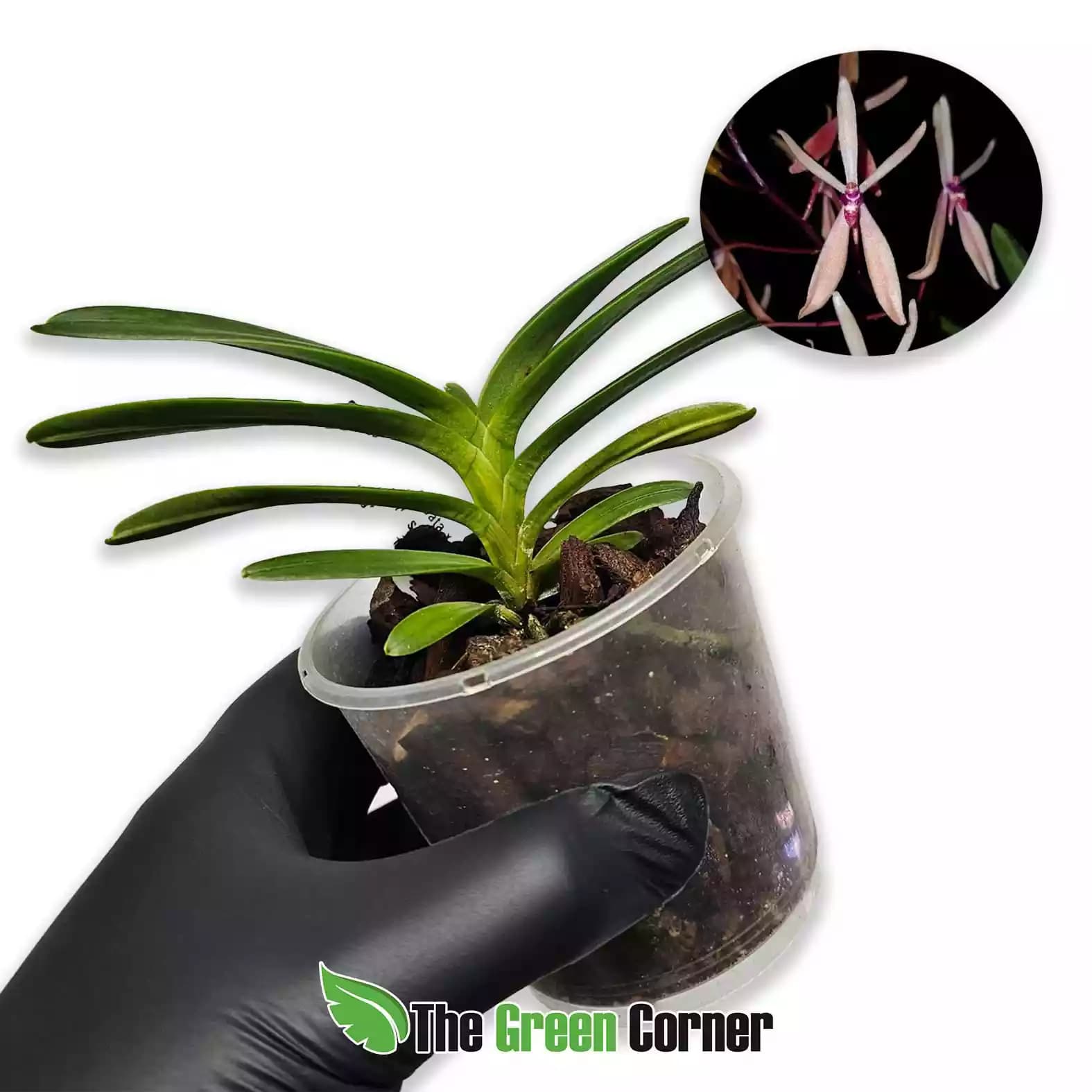 Neofinetia falcata × Renanthera vietnamensis