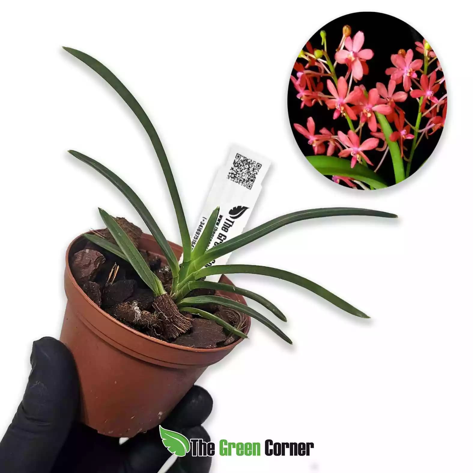 Ascofinetia Peaches x Neofinetia falcata “Yellow Furan”