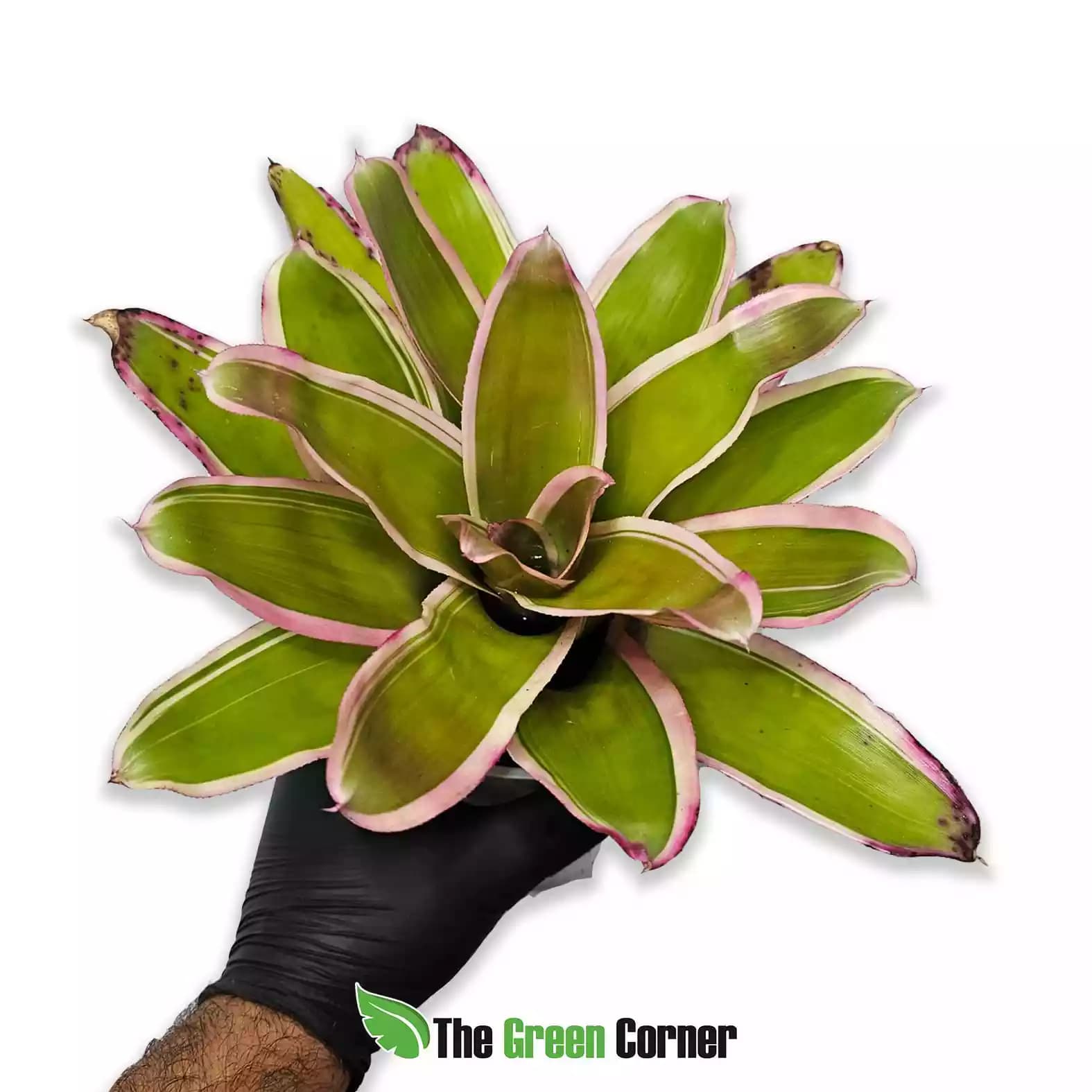 Neoregelia Franca