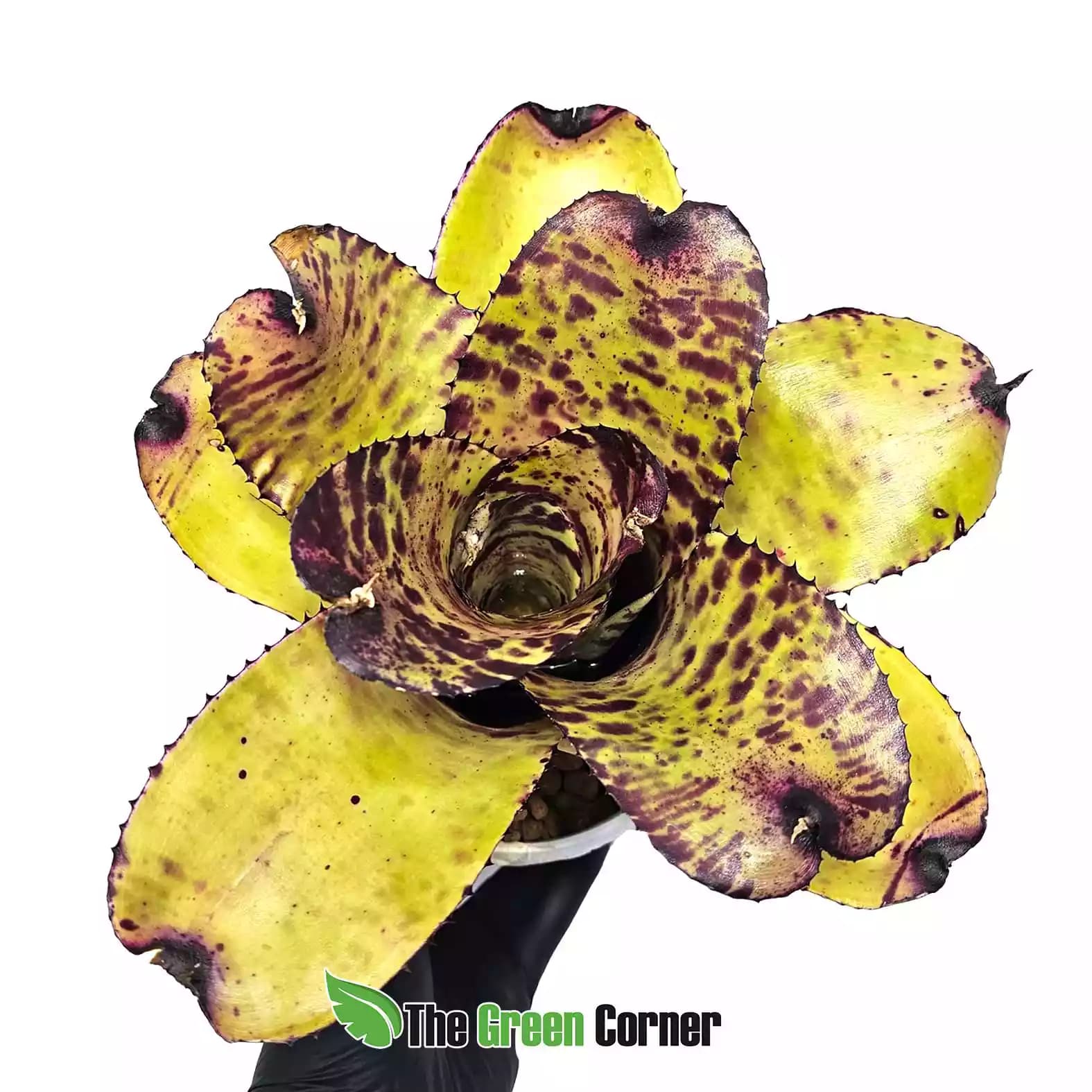 Neoregelia Ghost Shadow no var.