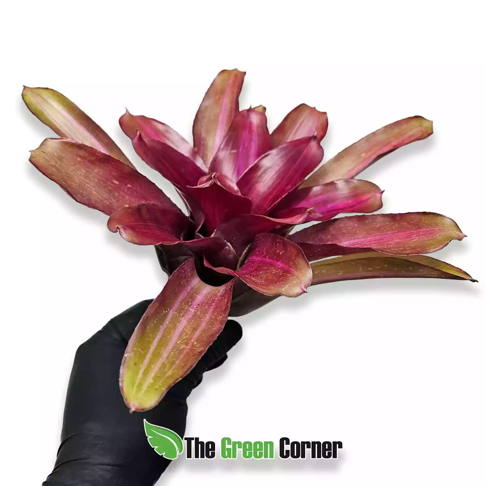 neoregelia-Pyramid-beauty