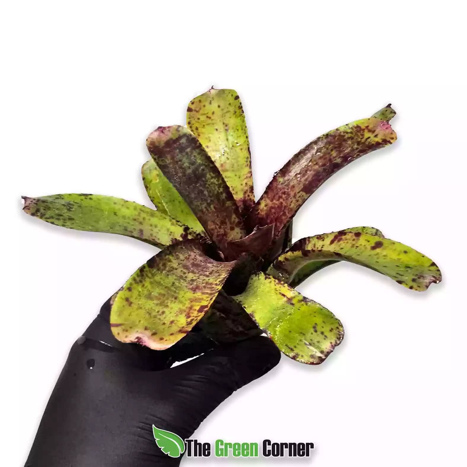 neoregelia-agnes-lateral