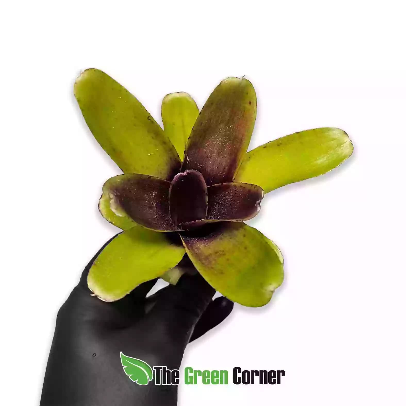 neoregelia-amaranda-general