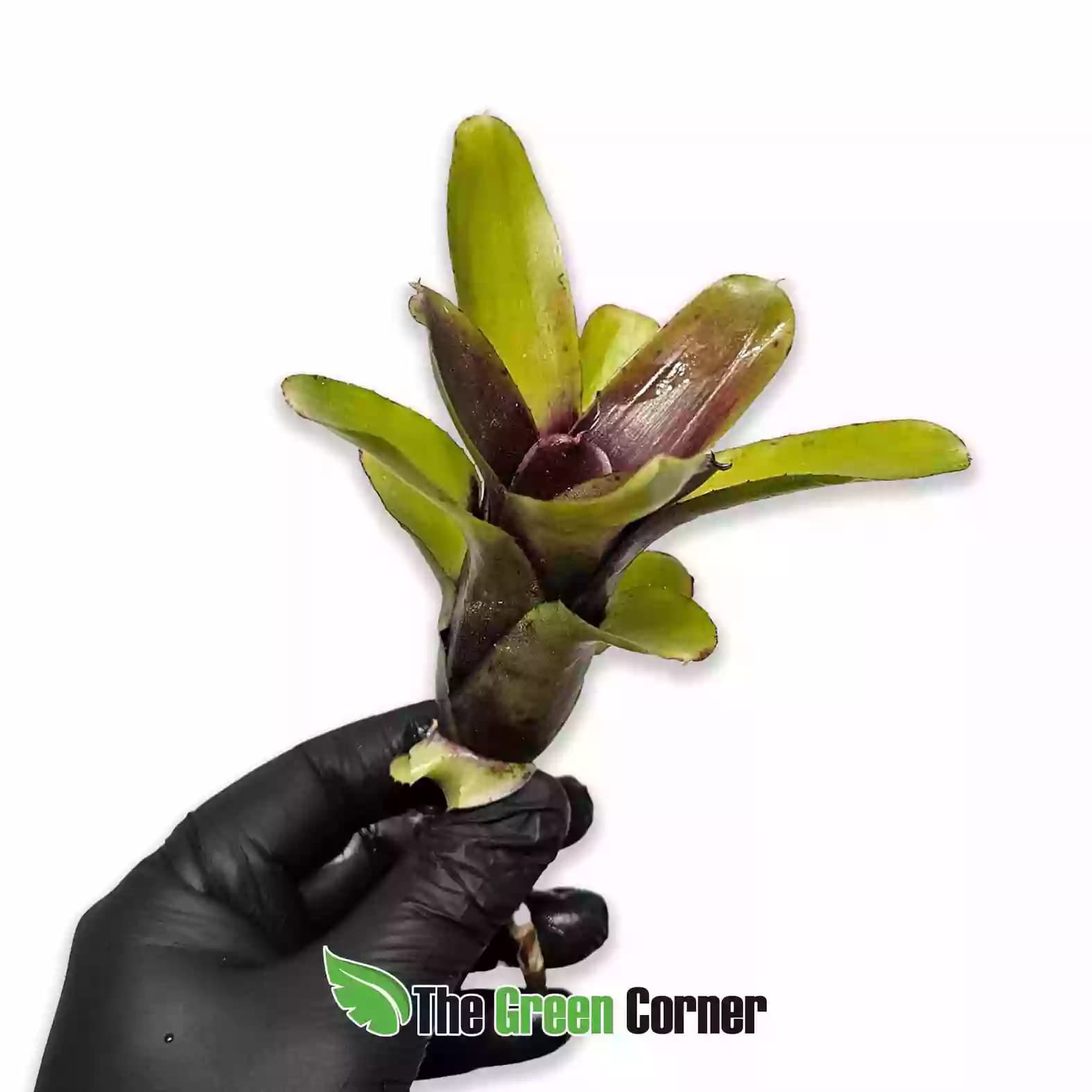 neoregelia-amaranda-general