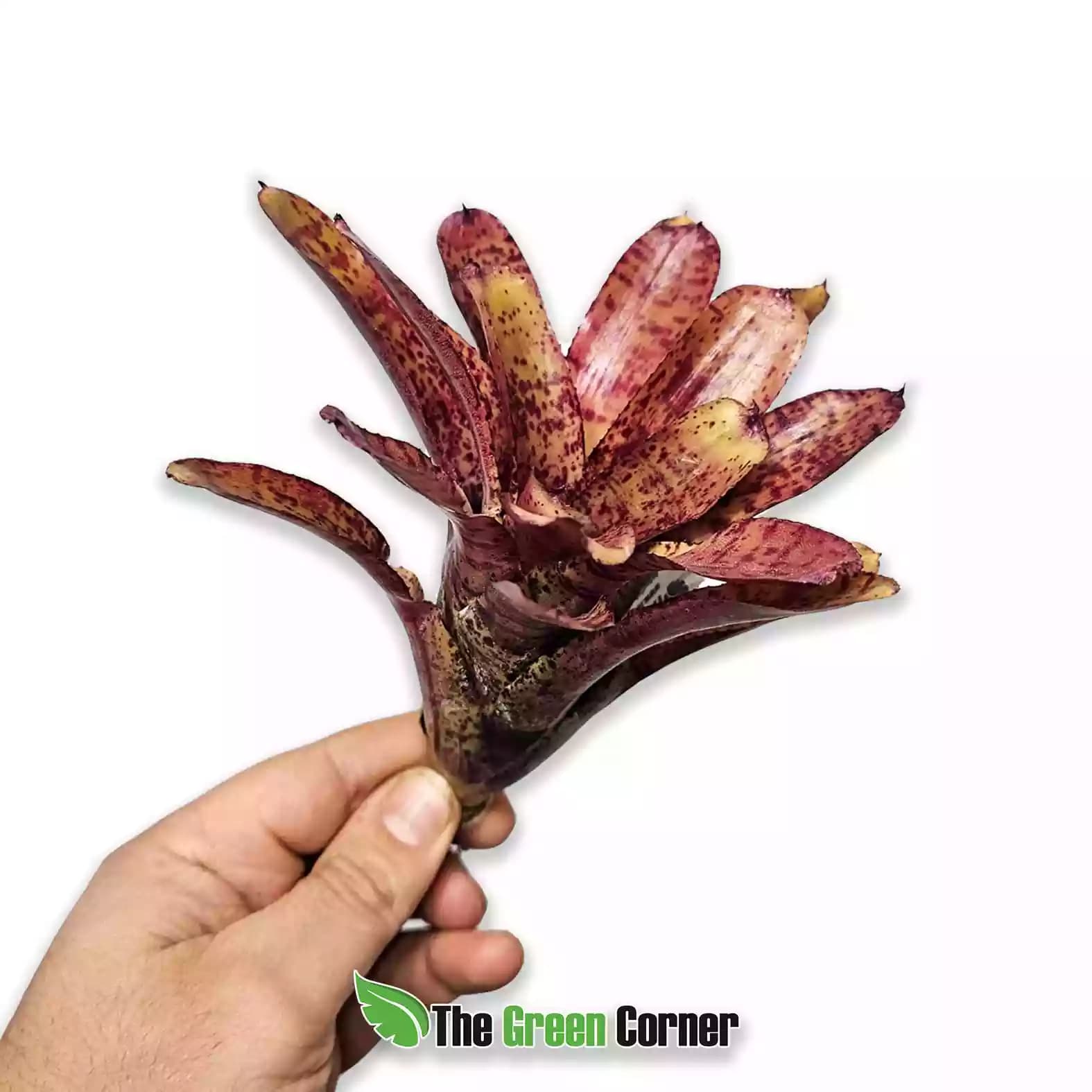 Neoregelia ampullacea Hybrid