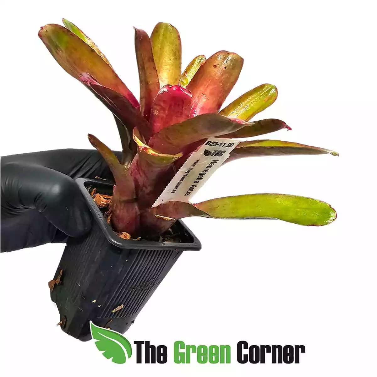 neoregelia-astra-lateral