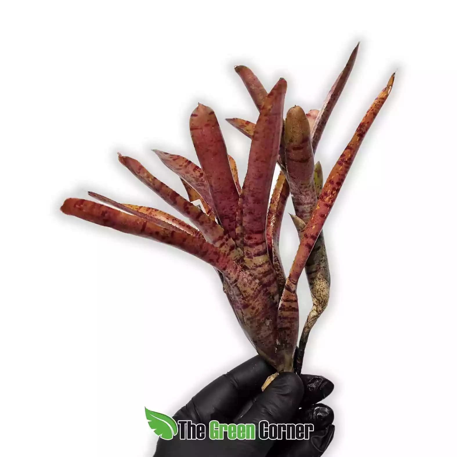 neoregelia-blushing-zebra-lateral