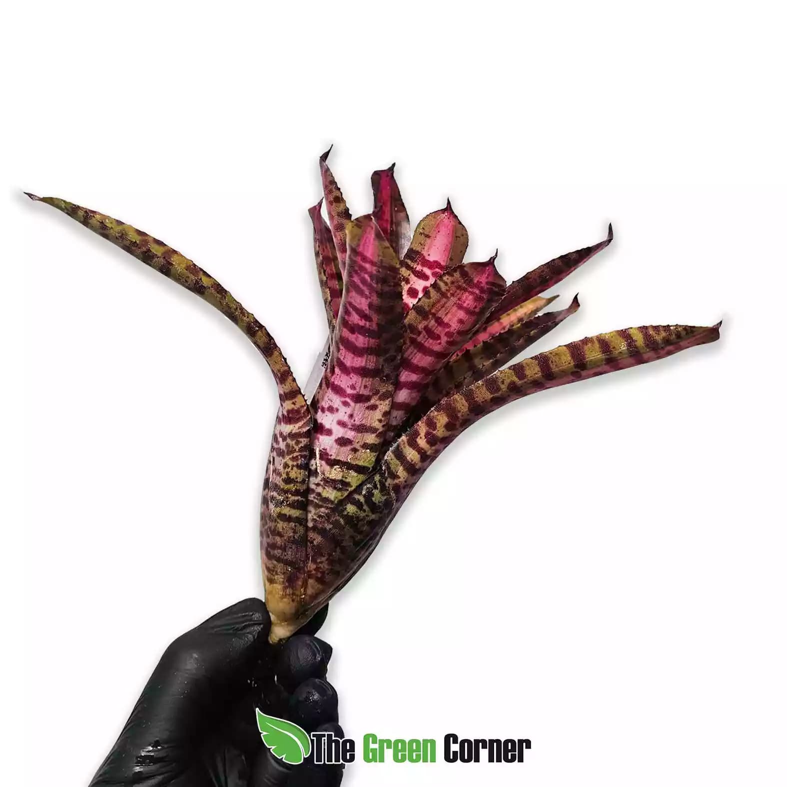 Neoregelia Bold Zebra