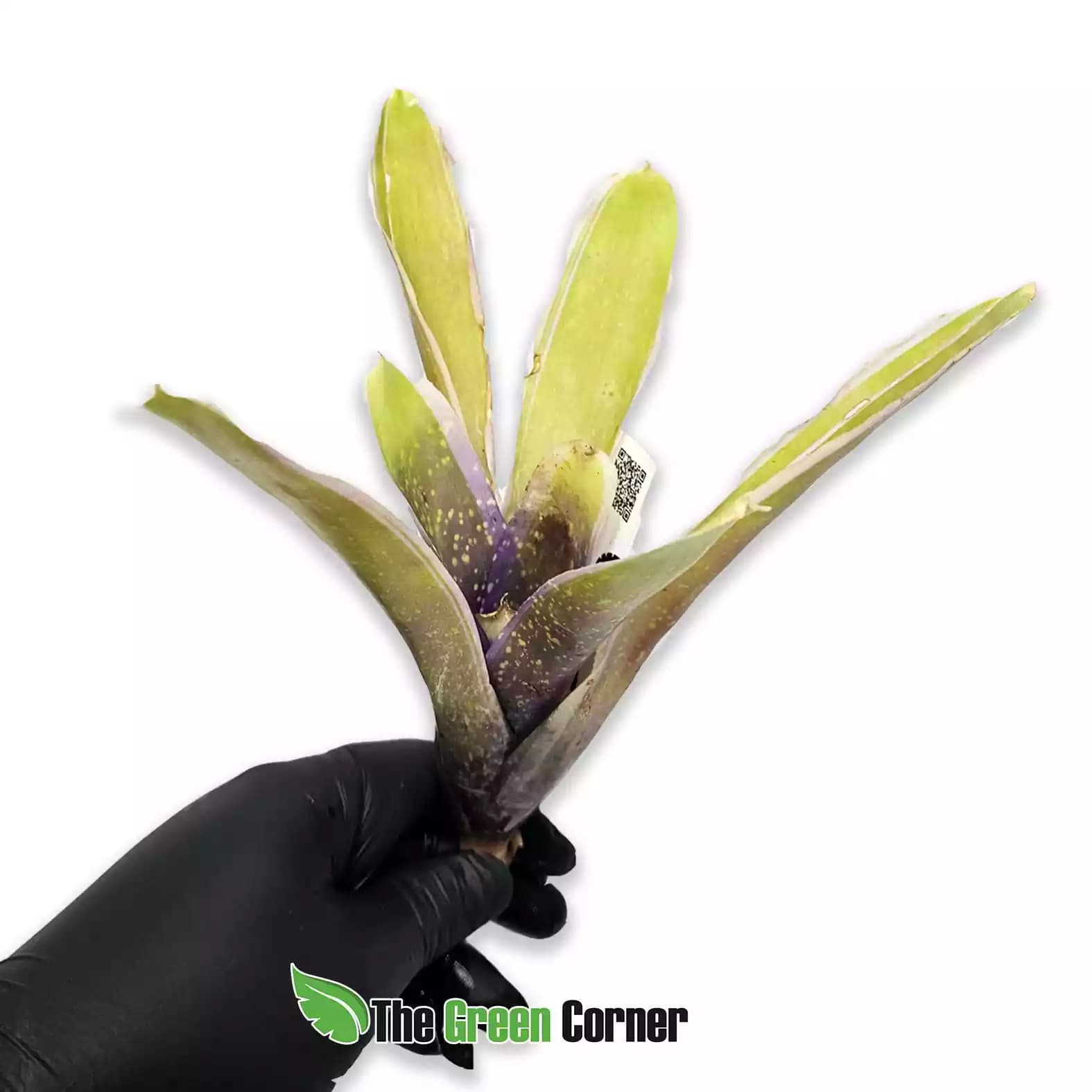 Neoregelia Bossa Nova